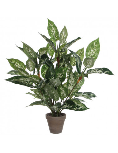 Dieffenbachia pvc en pot plastique gris