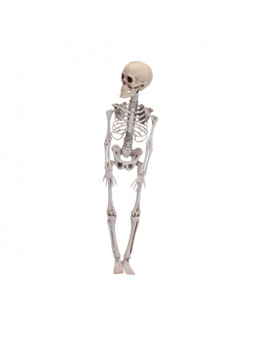 Squelette 42cm