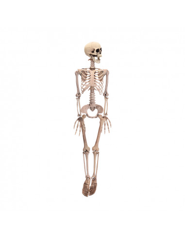 Squelette 90cm