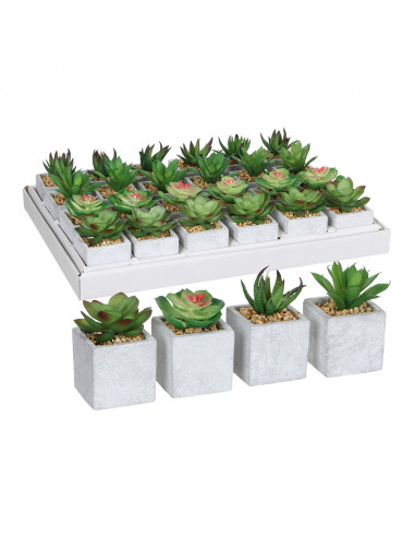 Succulente verte dans pot plusieurs modèles 8x5cm