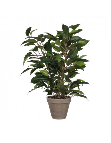 Ficus natasja avec pot d11.5cm - 40x30cm