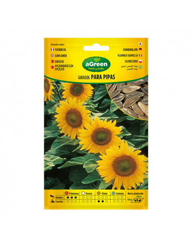 Graines de tournesol pour tuyaux 301024bolsh d'accord