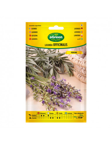 Sur graines de lavande officinalis 301031bolsh d'accord
